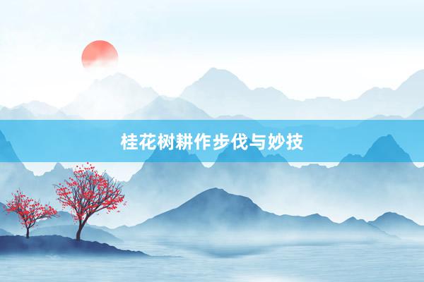 桂花树耕作步伐与妙技